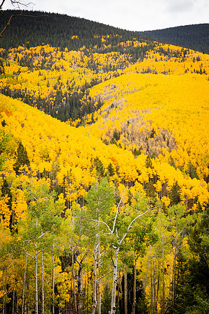 Golden Aspens on Santa Fe Baldy II
