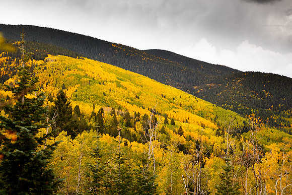 Golden Aspens on Santa Fe Baldy I