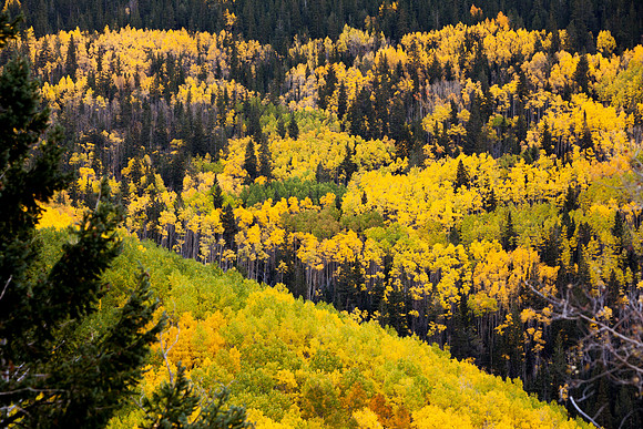 Golden Aspens on Santa Fe Baldy III