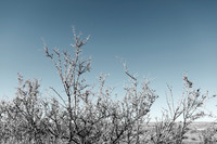 Amadeus_GalisteoRoadside_050