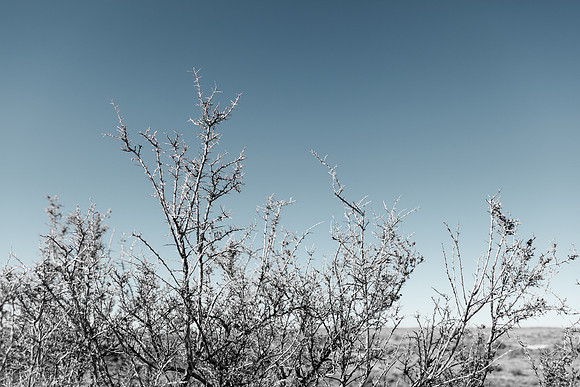 Amadeus_GalisteoRoadside_050