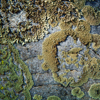 Sunlit Lichen on Gray Granite