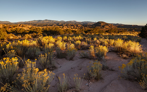 Chamisas in Chimayó Sunset