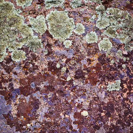 Lichen on Purple Volcanic Rock