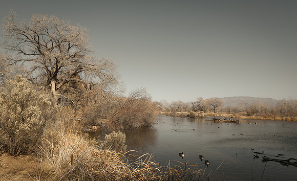 Bosque Waterfoul