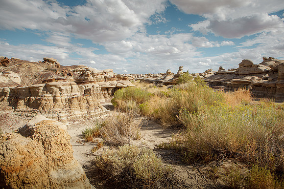 Amadeus_Bisti_Day_2014-420