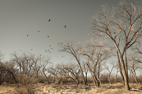 Bosque Crows