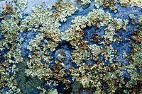 Flakey Lichen
