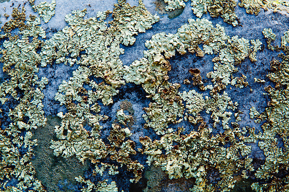 Flakey Lichen