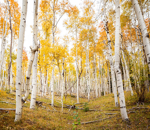 Rising Aspen Stand