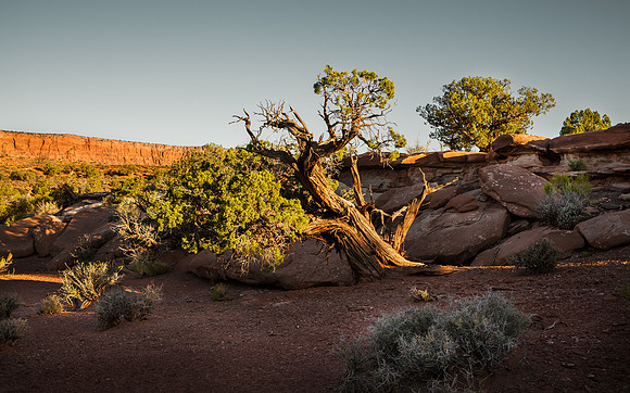 Ancient Juniper