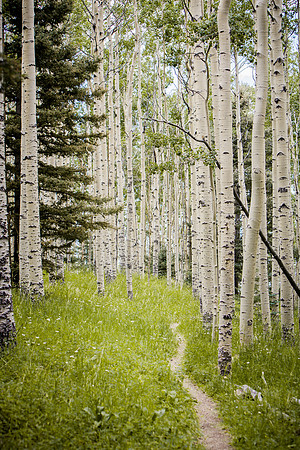 Summer Aspens II