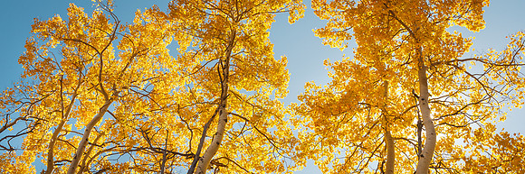 Aspen Trinity